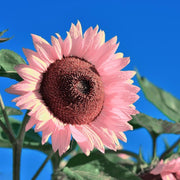Pink Sunflower Seeds