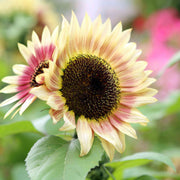 Pink Mix Sunflower Seeds