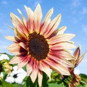 Pink Mix Sunflower Seeds