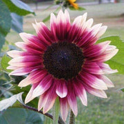 Pink and White Sunflower Seeds