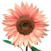 Pink Sunflower Seeds