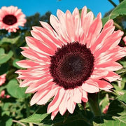 Premium Pink Sunflower Seeds