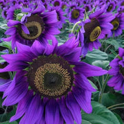 Purple Sunflower Seeds