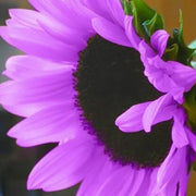 Purple Mini Sunflower Seeds