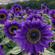 Purple Sunflower Seeds