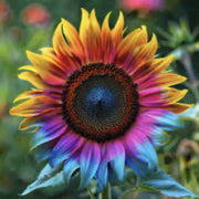 Rainbow Sunflower Seeds