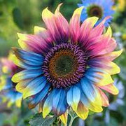 Rainbow Sunflower Seeds