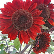 Red Sunflower Seeds