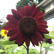 Red Moulin Sunflower Seeds