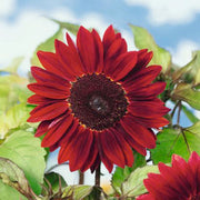 Red Sunflower Seeds