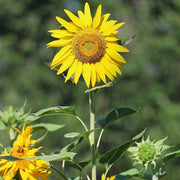 Russian Mammoth Sunflower Seeds
