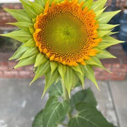 Sea Green Sunflower Seeds