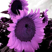 Purple Mini Sunflower Seeds