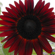 Red Moulin Sunflower Seeds