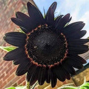 Black Giant Sunflower Seeds