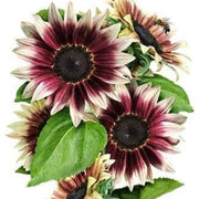 Cherry Rose Sunflower Seeds