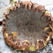 Gray Giant Sunflower Seeds