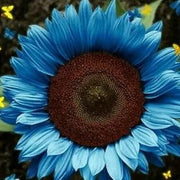 Ocean Blue Sunflower Seeds