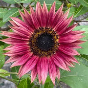 Pink Mini Sunflower Seeds