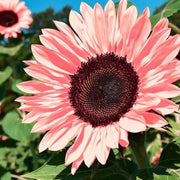 Baby Pink Sunflower Seeds