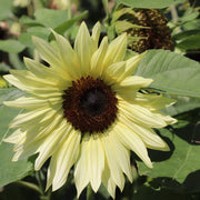 Buttercream Sunflower Seeds