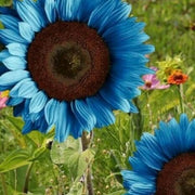 Dark Blue Sunflower Seeds