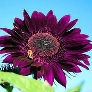 Deep Purple Sunflower Seeds