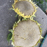 Gray Giant Sunflower Seeds