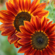 Orange Mini Sunflower Seeds