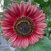 Pink Mini Sunflower Seeds