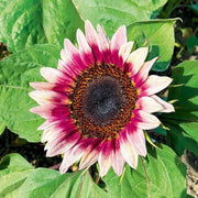 Pink and White Sunflower Seeds