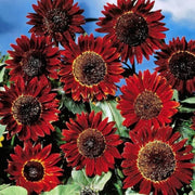 Red Mini Sunflower Seeds