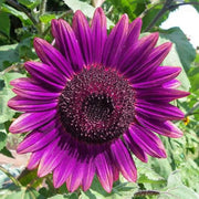 Violet Sunflower Seeds