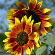 Yellow Brown Sunflower Seeds