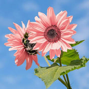 Baby Pink Sunflower Seeds