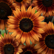 Brown Sunflower Seeds
