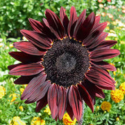 Chocolate Cherry Sunflower Seeds