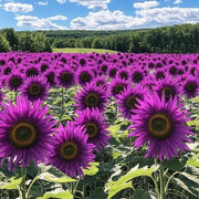 Violet Sunflower Seeds
