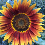 Yellow Brown Sunflower Seeds
