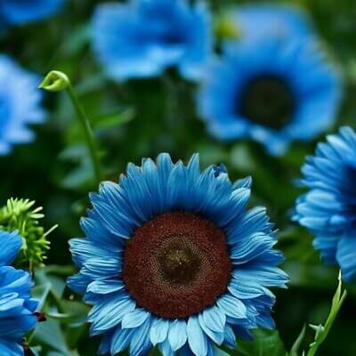 Dark Blue Sunflower Seeds