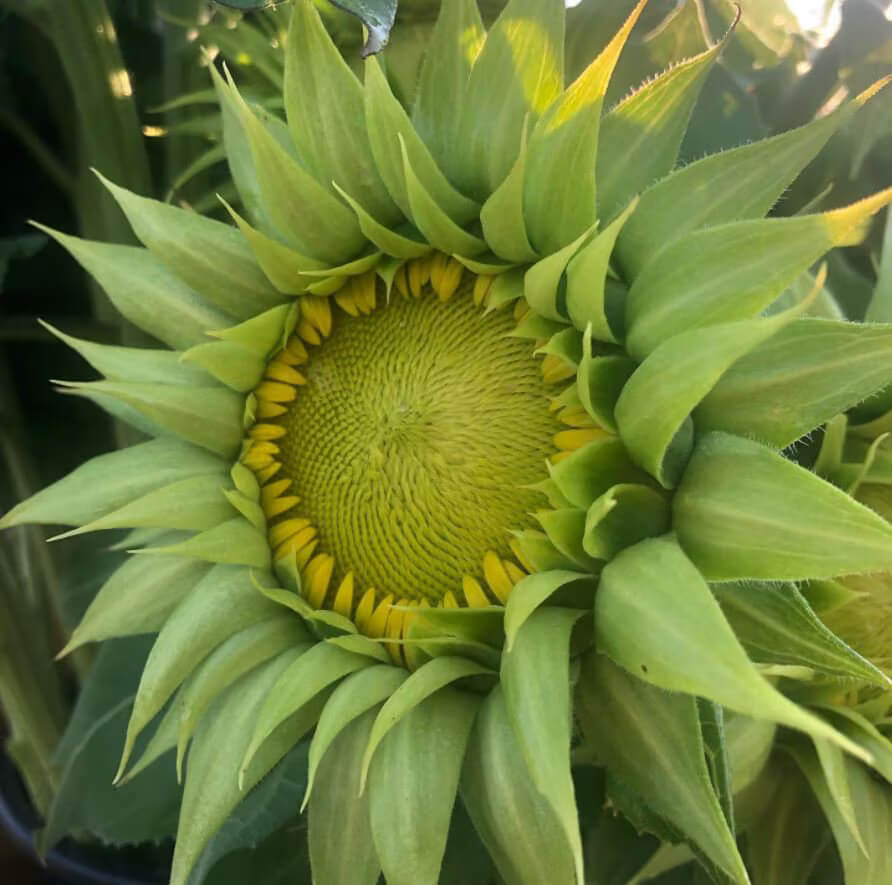 Green Sunflower Seeds