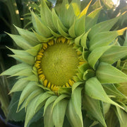 Green Sunflower Seeds
