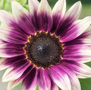 Cream Violet Sunflower Seeds