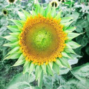 Sea Green Sunflower Seeds