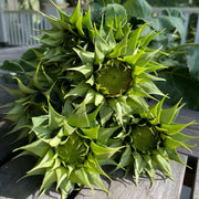 Green Sunflower Seeds