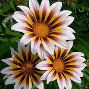 Africa Gazania Sunflower Seeds