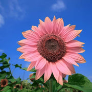 Baby Pink Sunflower Seeds