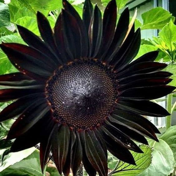 Black Giant Sunflower Seeds