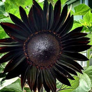Black Giant Sunflower Seeds