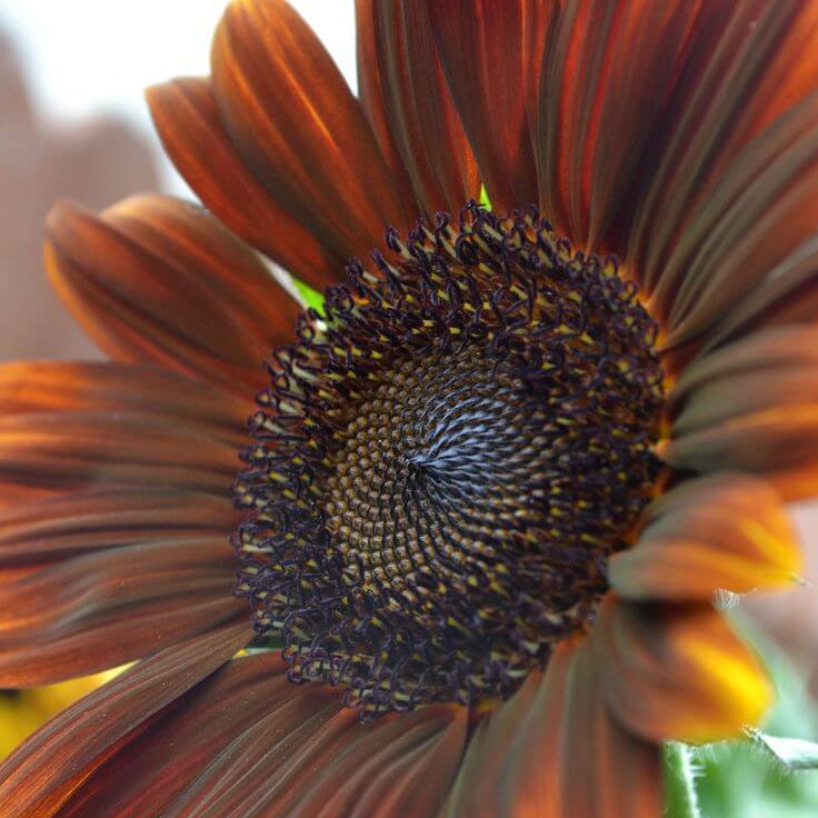 Brown Sunflower Seeds